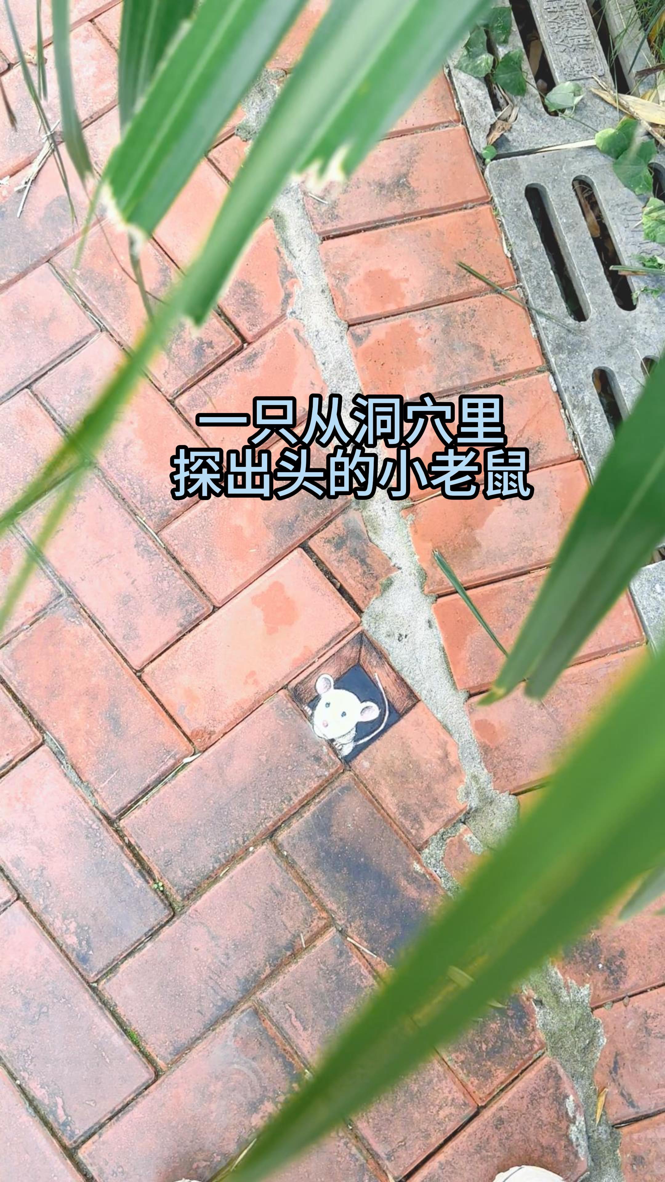 一只从洞里钻出来的小老鼠