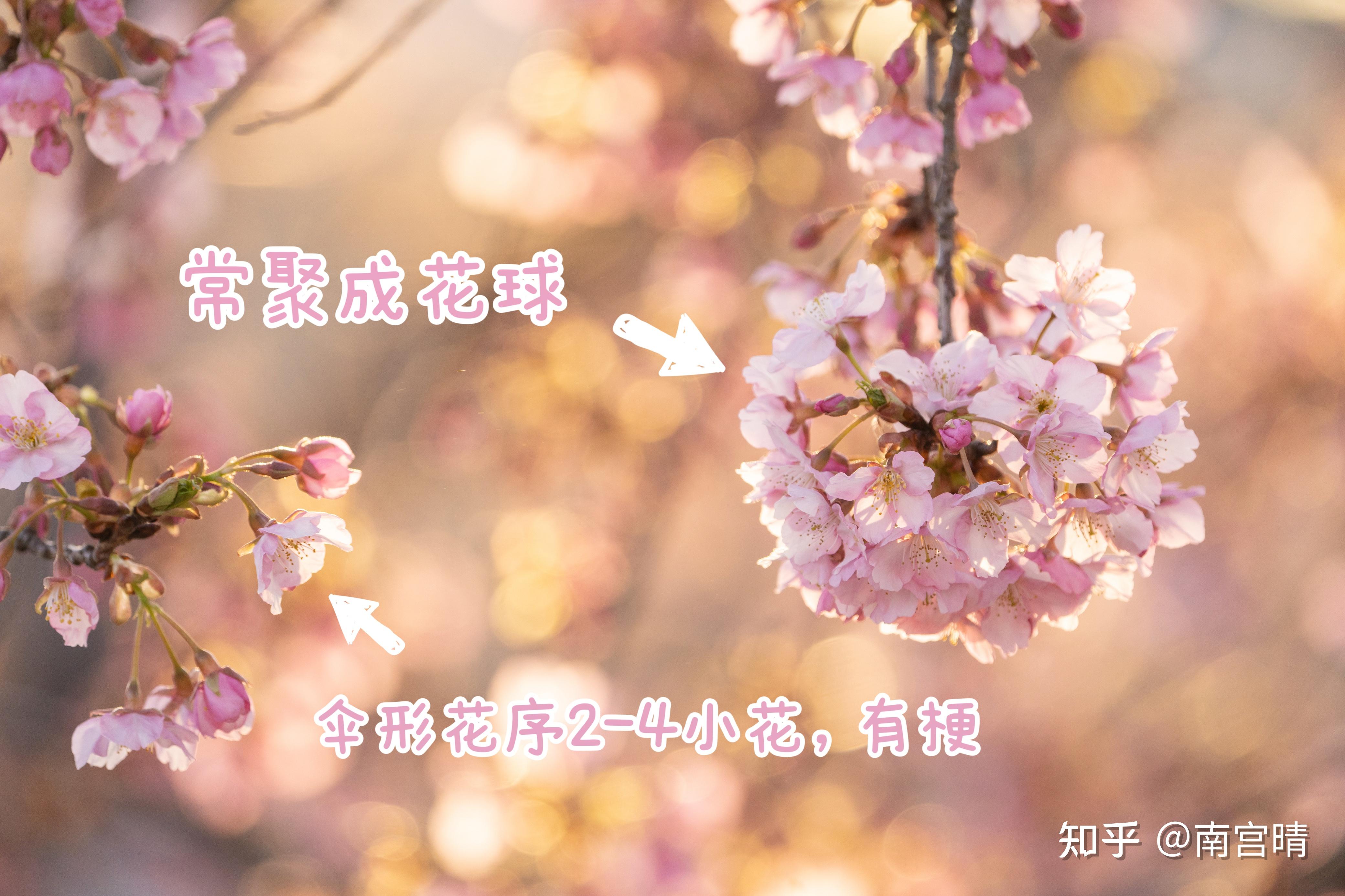 春季常见樱花有哪些?如何区分早樱、中樱、晚樱? - 知乎