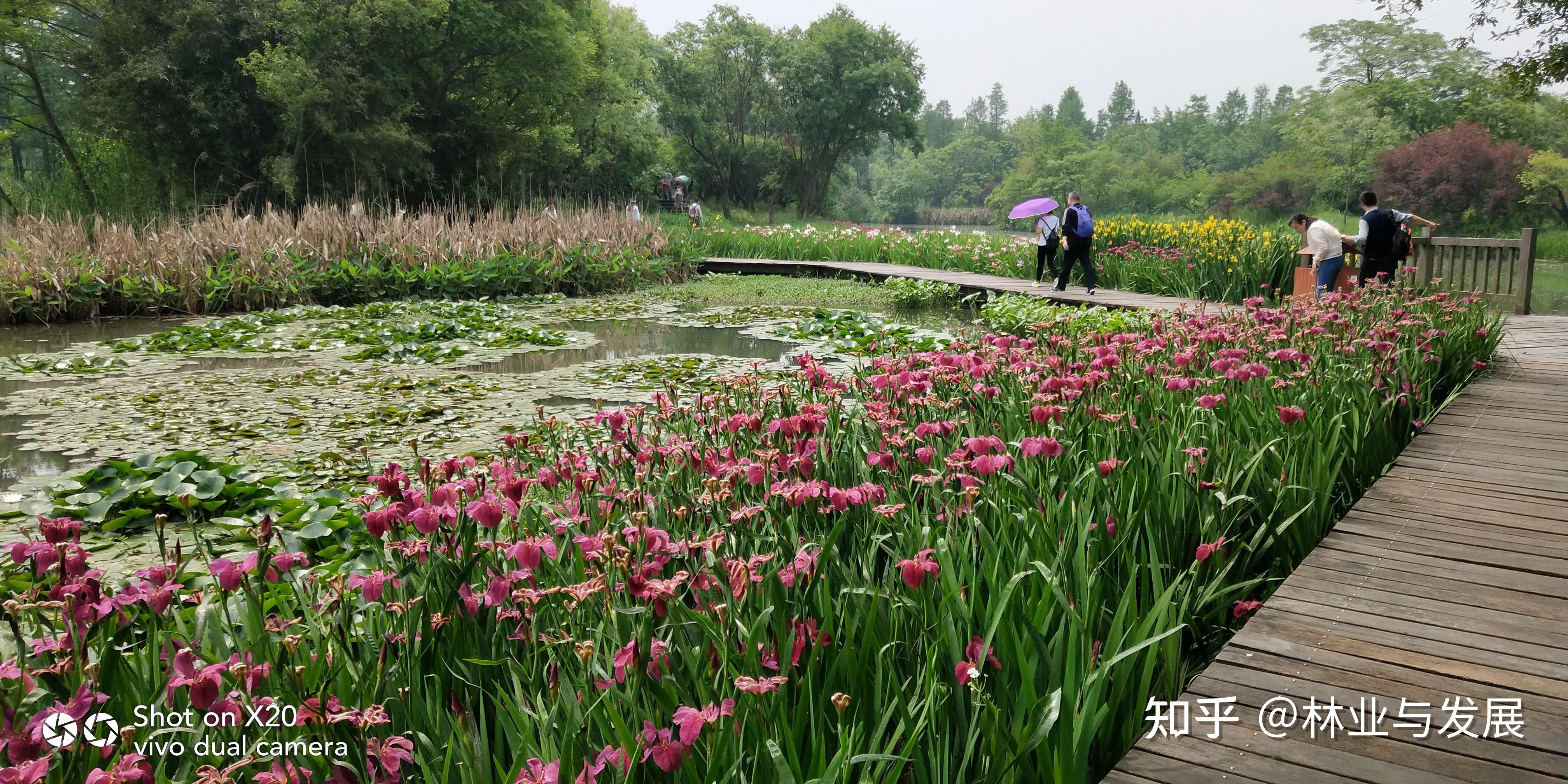 杭州批发绿植的地方