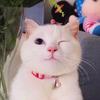 猫咪日常