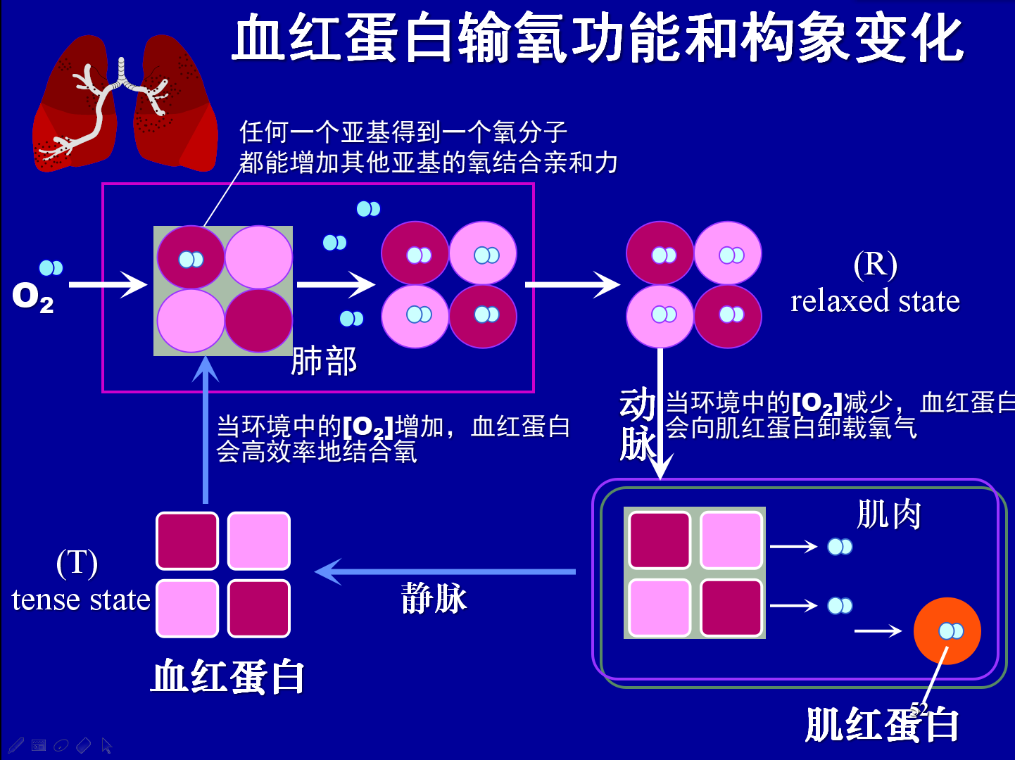 为什么血红蛋白比肌红蛋白更适合担当氧气运输蛋白的责任?