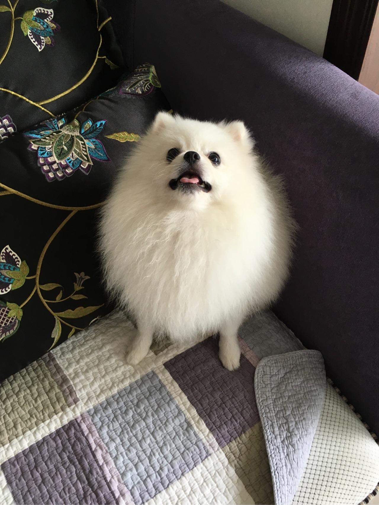 如何养好一只小体博美