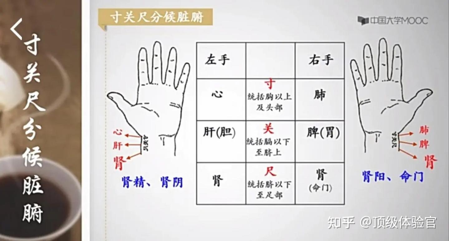 《难经》中的诊脉方法之“独取寸口” - 知乎