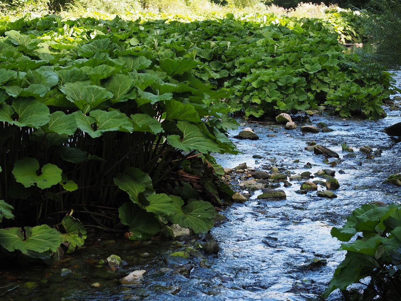 1. 大叶桢楠优势
