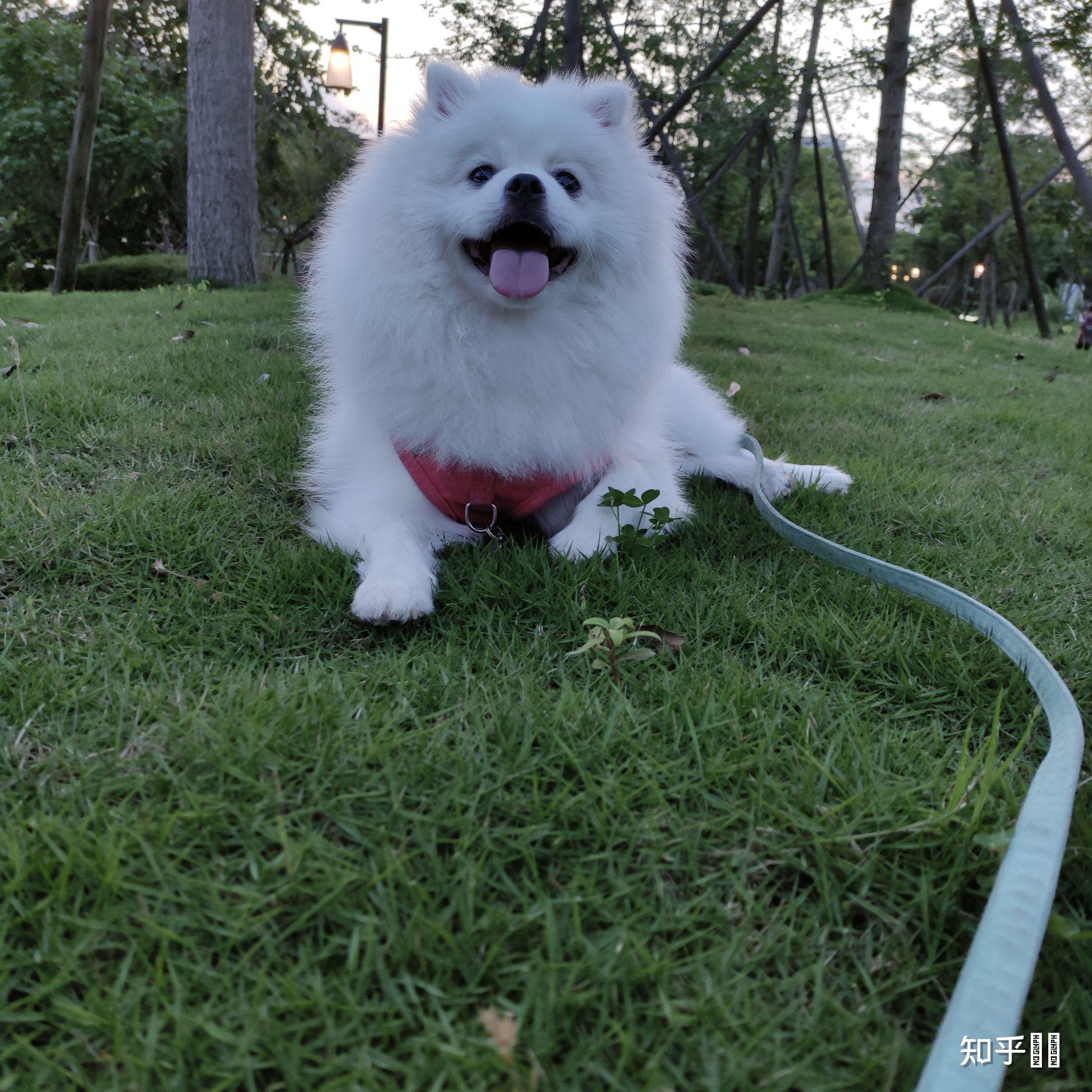 有沒有大神可以給出比較標準的銀狐犬博美犬和他倆串的三者的圖片謝謝