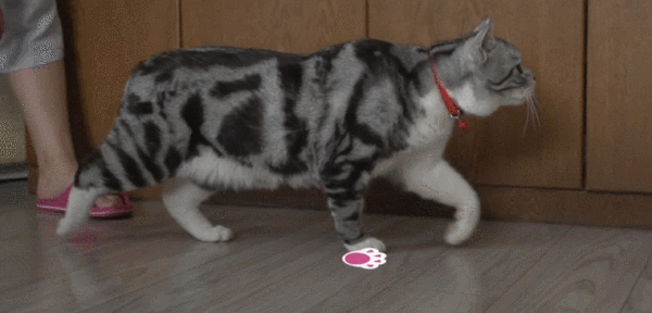 猫咪为什么会踩着前面的脚印走路？