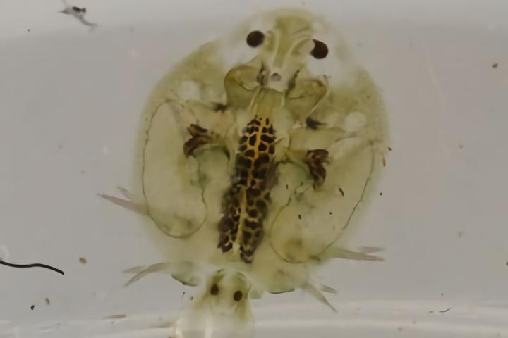 了解鱼病中的寄生虫鱼虱