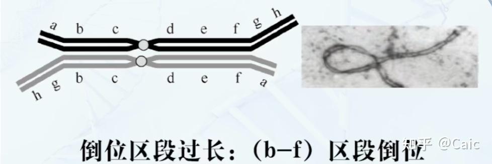 遗传学_6 染色体结构变异 - 知乎