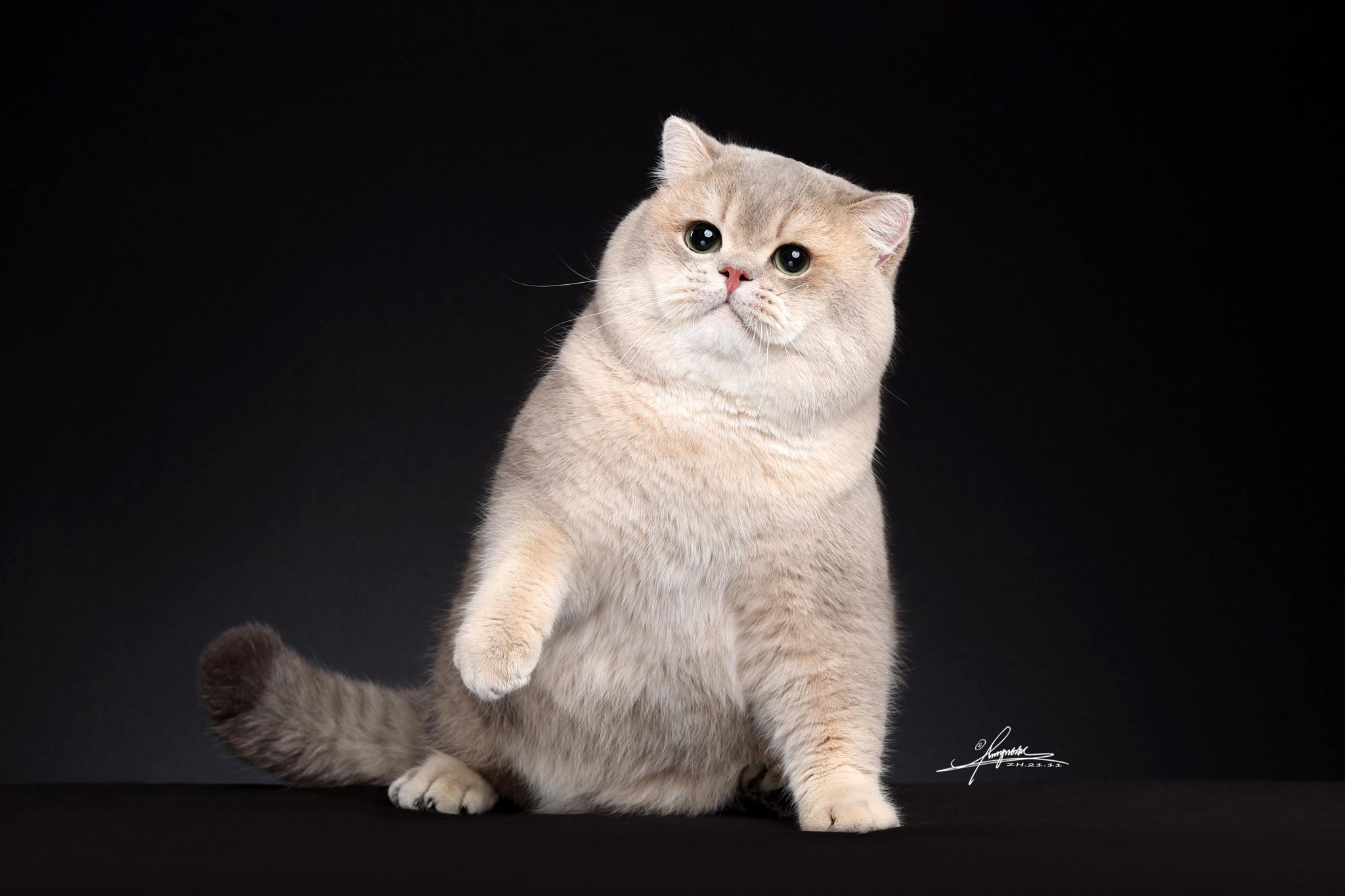 为什么很少有人讨论蓝金渐层