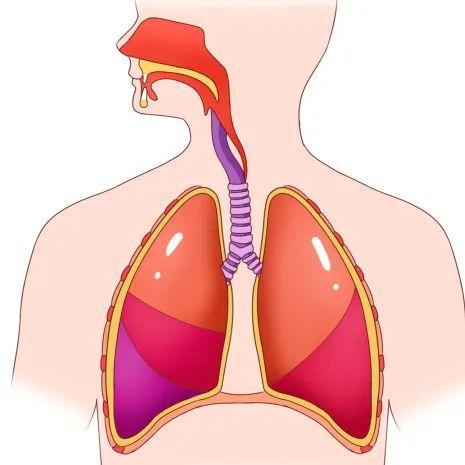 呼吸道图片