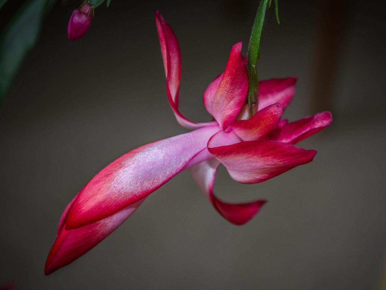 3. 花中异宝探秘