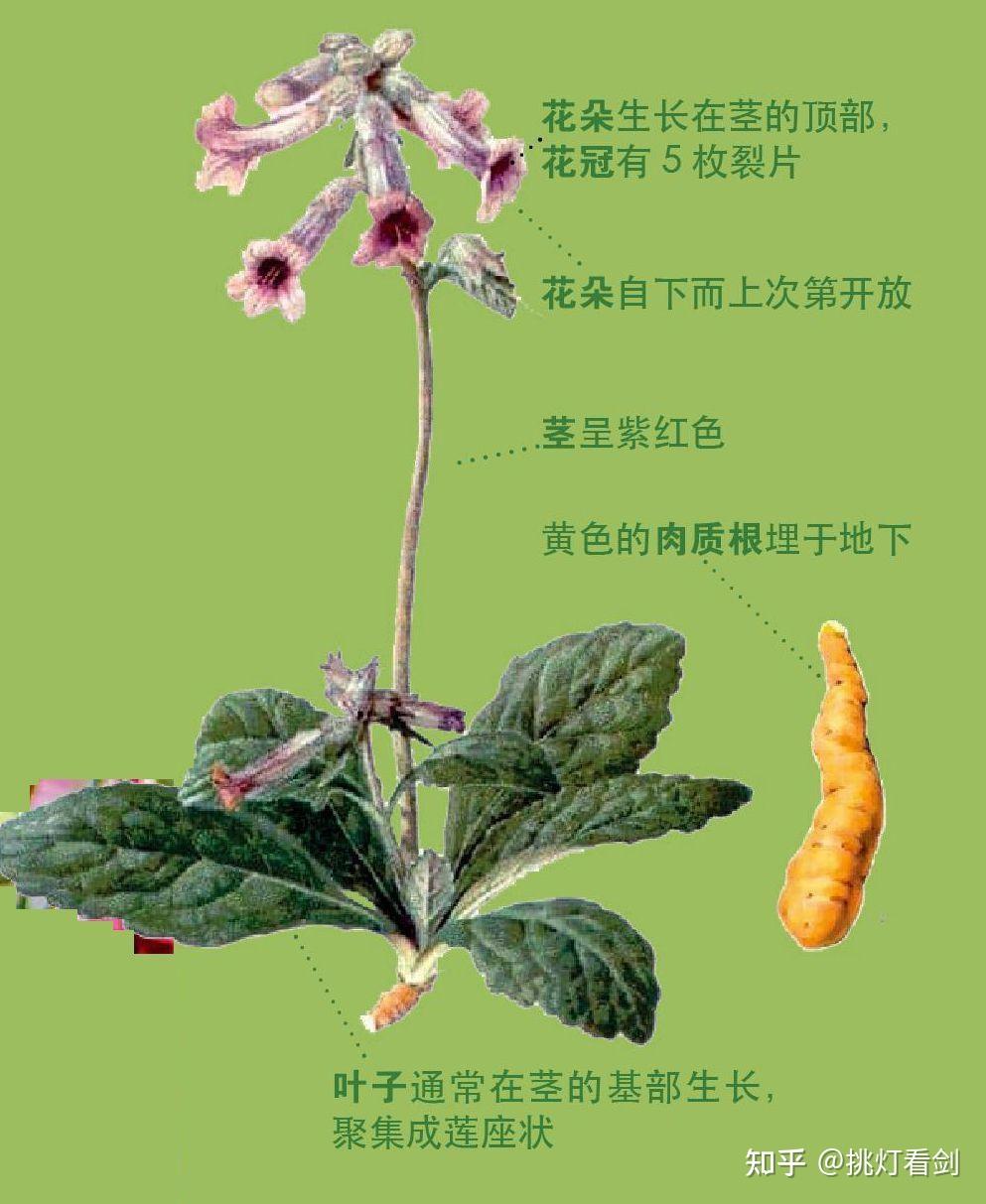 地黄的药用价值有哪些? - 知乎