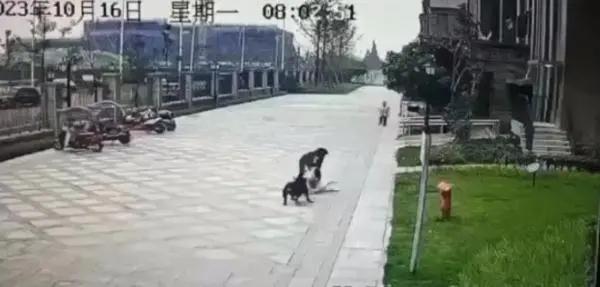 给狗戴个二维码真的很难吗四川成都崇州一名2岁多女童被咬的想到的