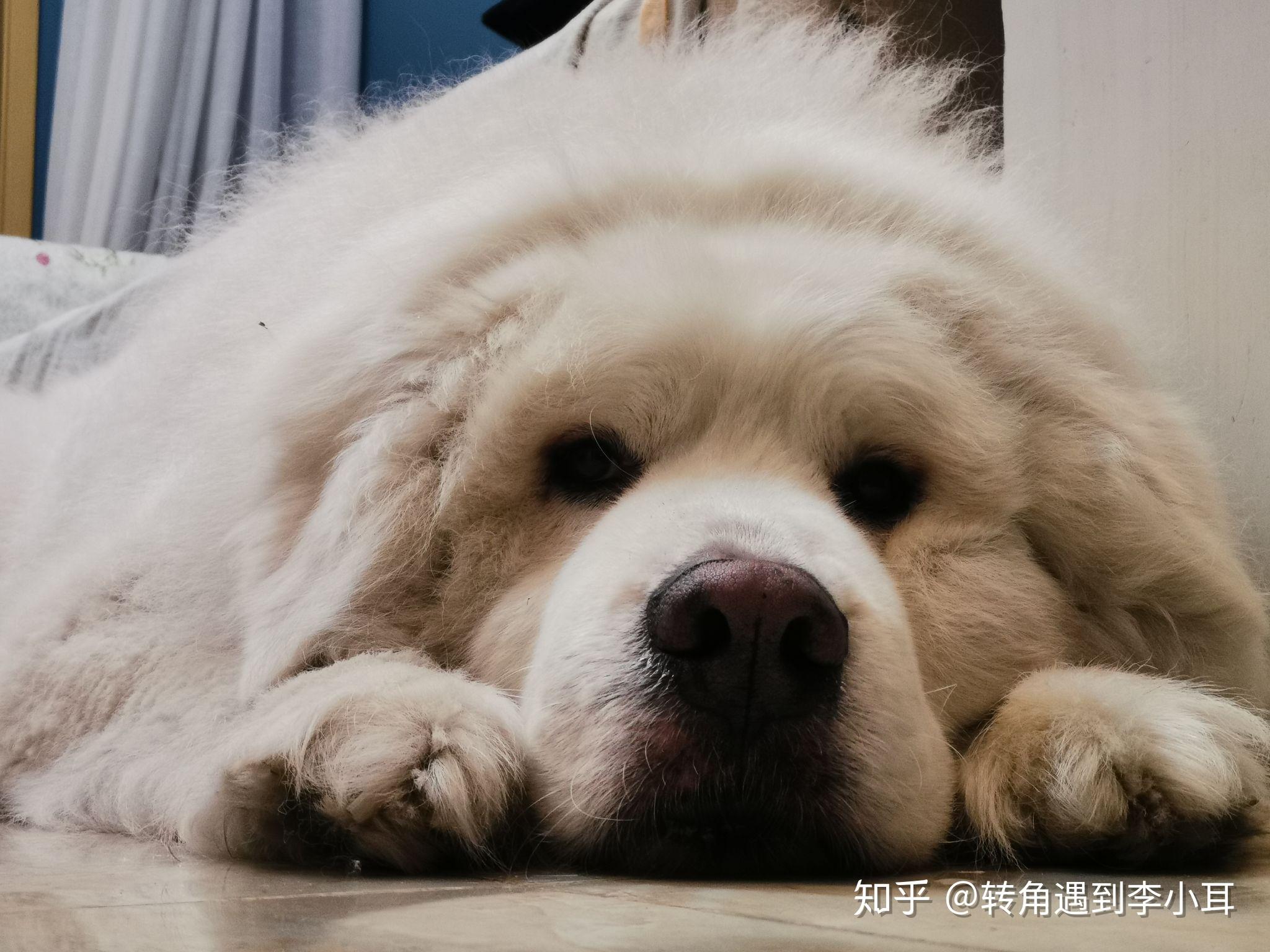 养一只大白熊犬是怎样一种体验？ - 知乎