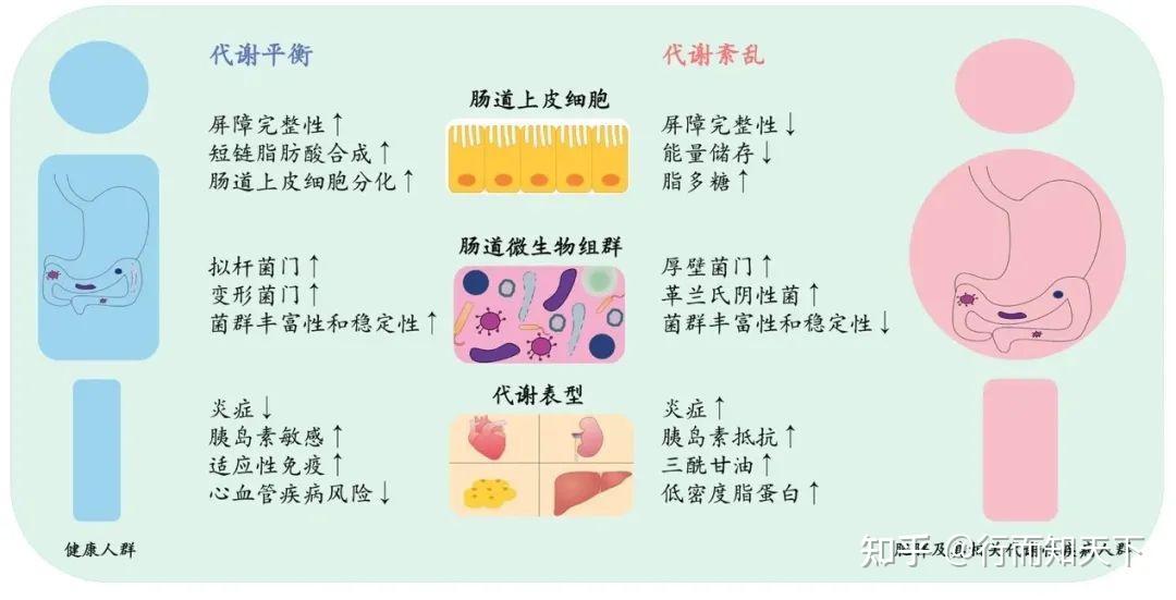 一文读懂益生菌、益生元、合生元和后生元! - 知乎