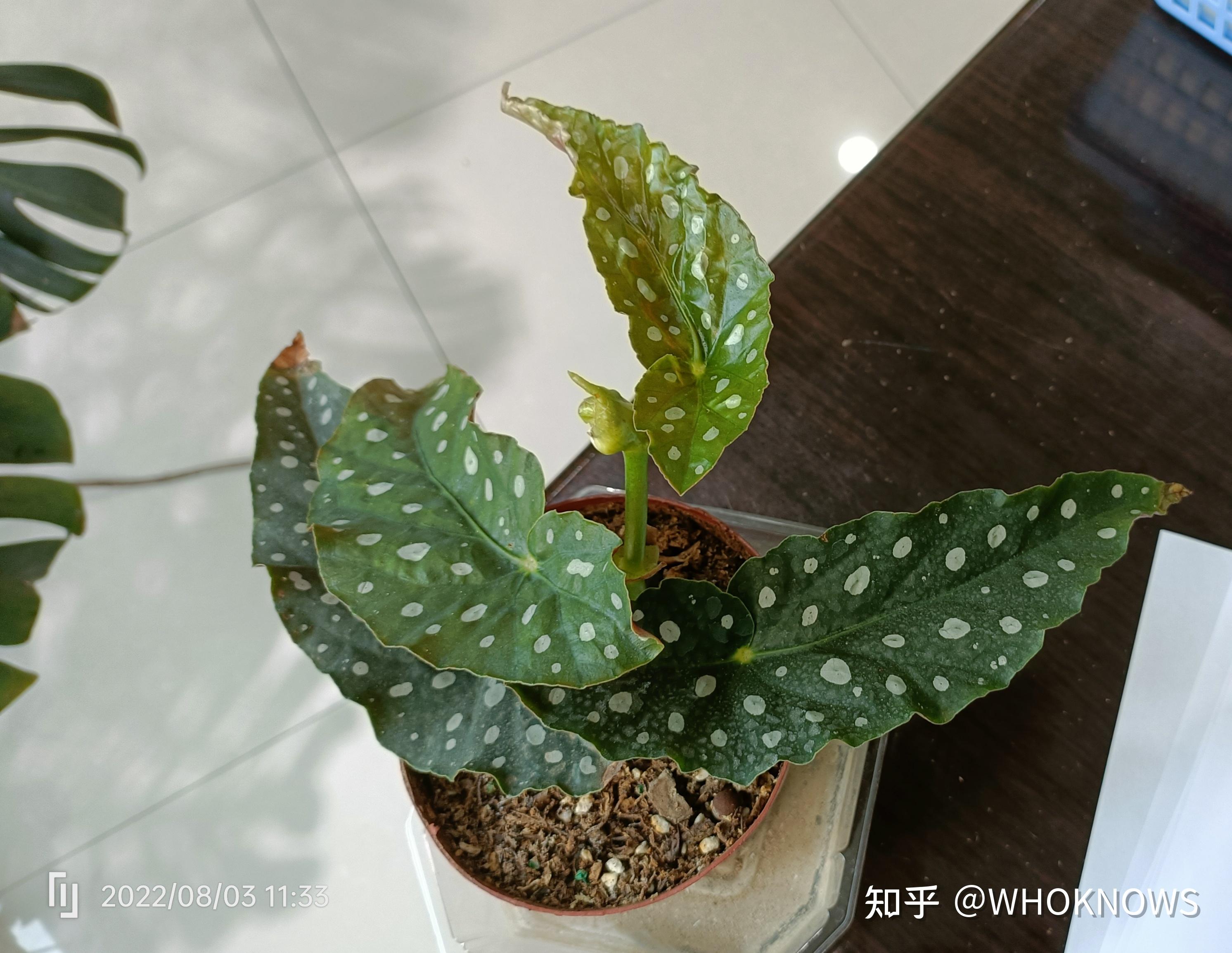 请问春羽为什么叶子倒伏,一碰就断了? - 知乎