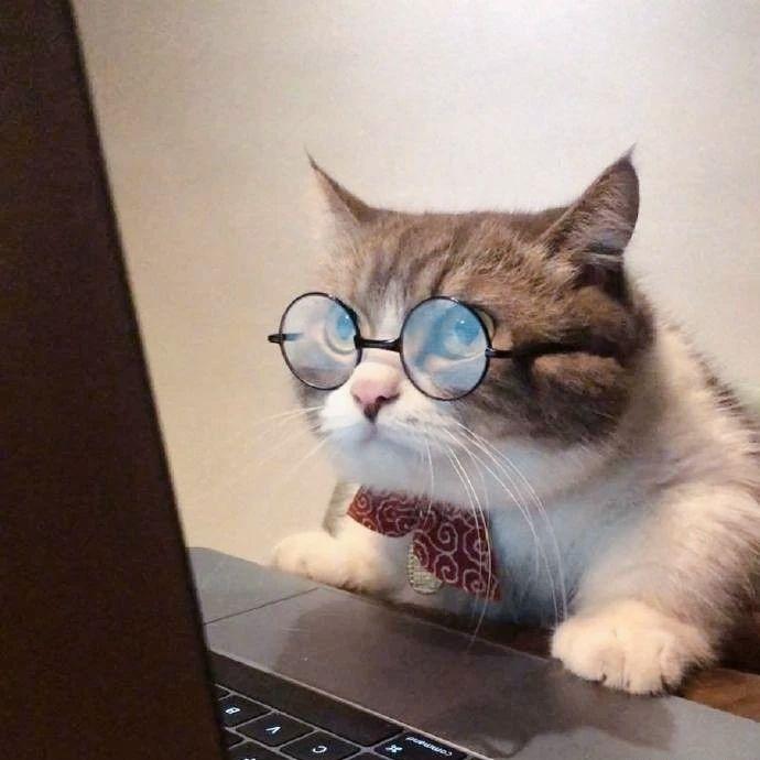 关于猫猫玩电脑的微信头像有哪些? - 知乎