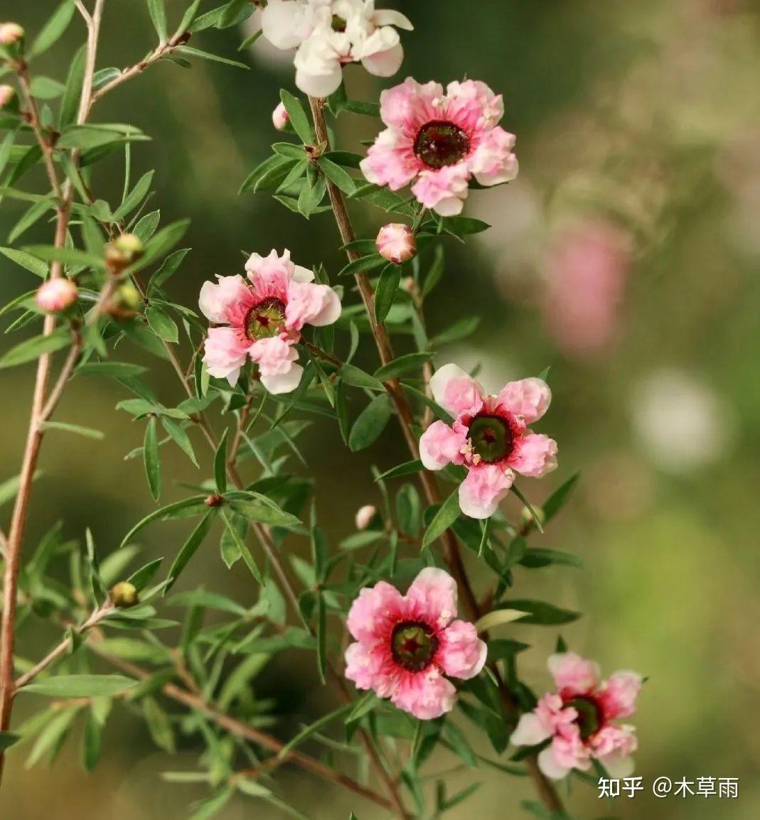 松红梅:可以叫我“孙红雷”,但不要叫我“澳蜡花” - 知乎