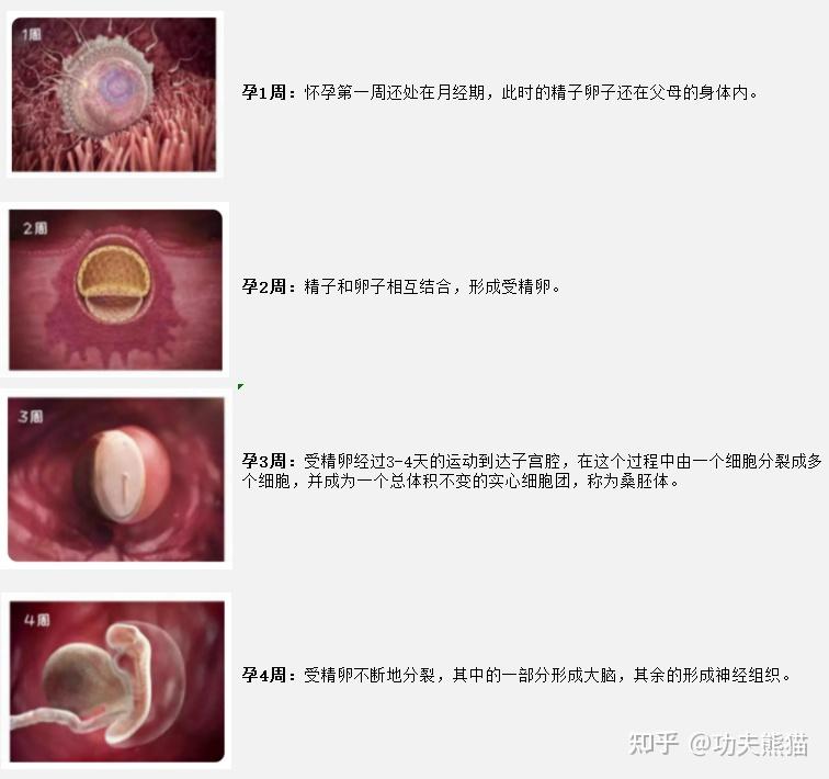 孕周怎么计算?预产期如何计算?孕周胎儿发育情况?