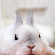一只愤怒的兔子