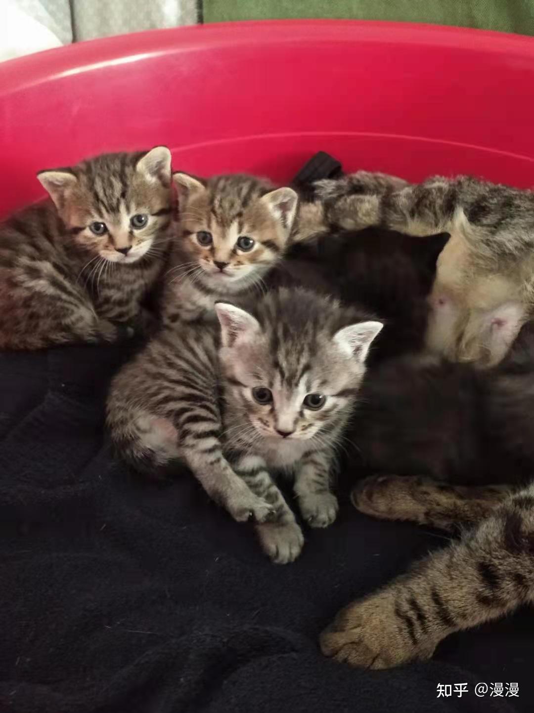 英短蓝猫和狸花猫配种会生出什么样的猫啊求上图