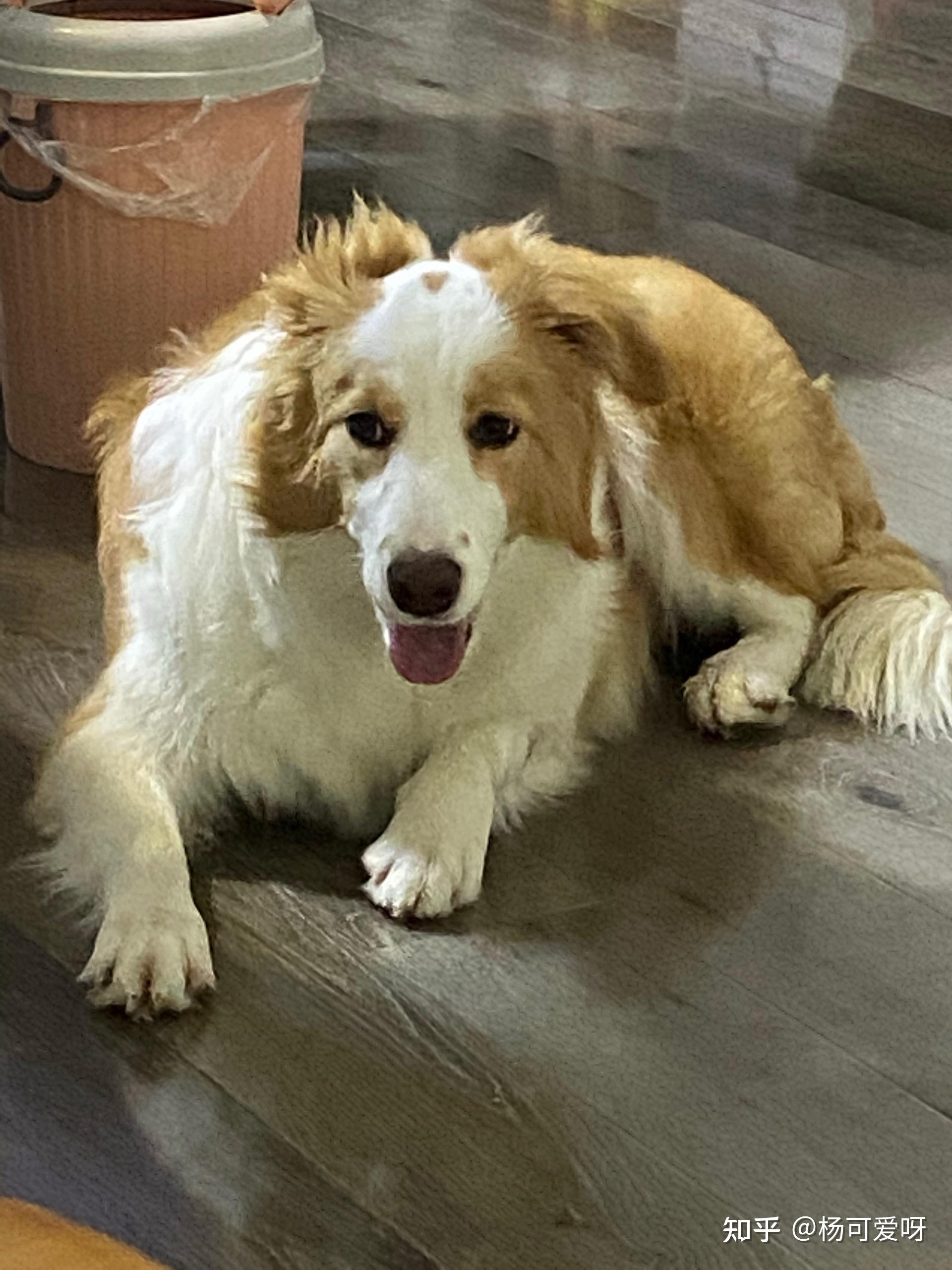 金毛边牧金边有多好看多帅气