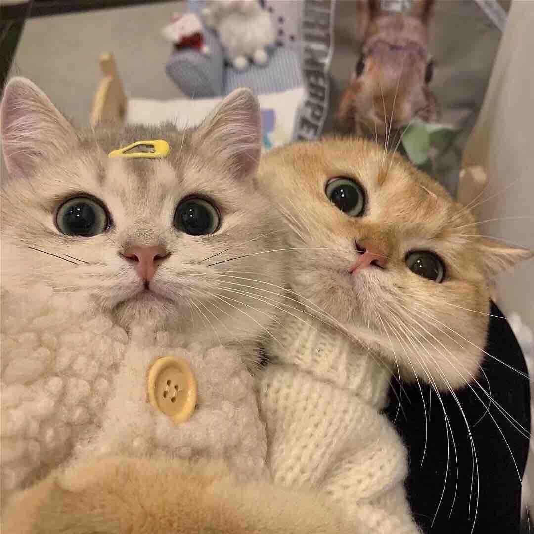 有什么小众又好看的情侣头像推荐? - 知乎