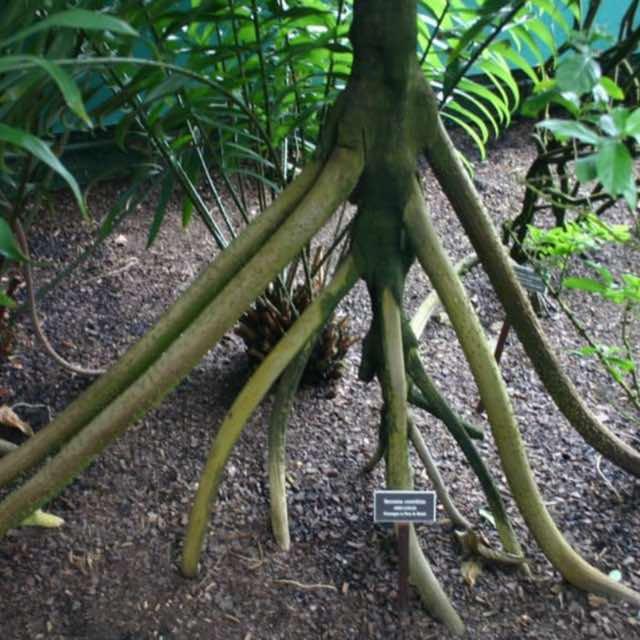 为什么植物没有像动物那样进化出脚？