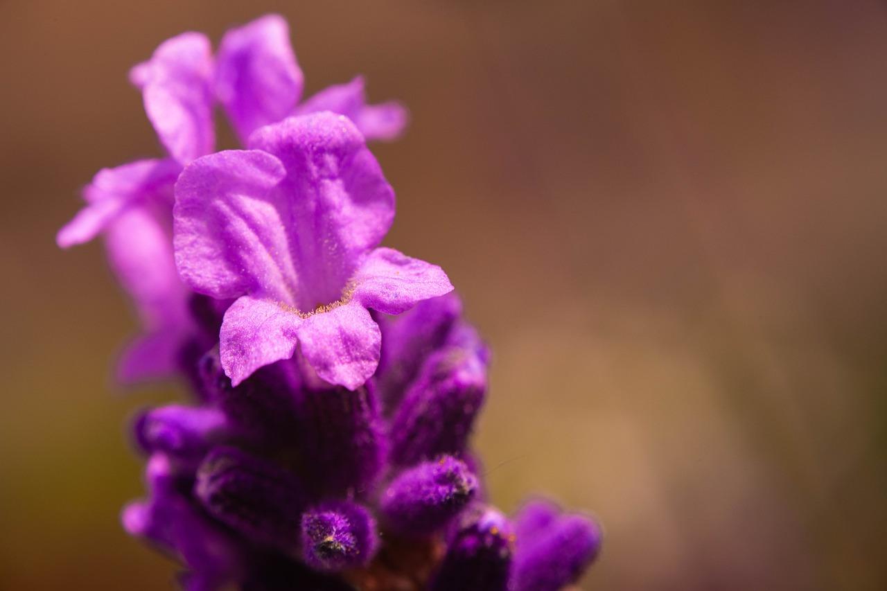 4. 苍术种植风险
