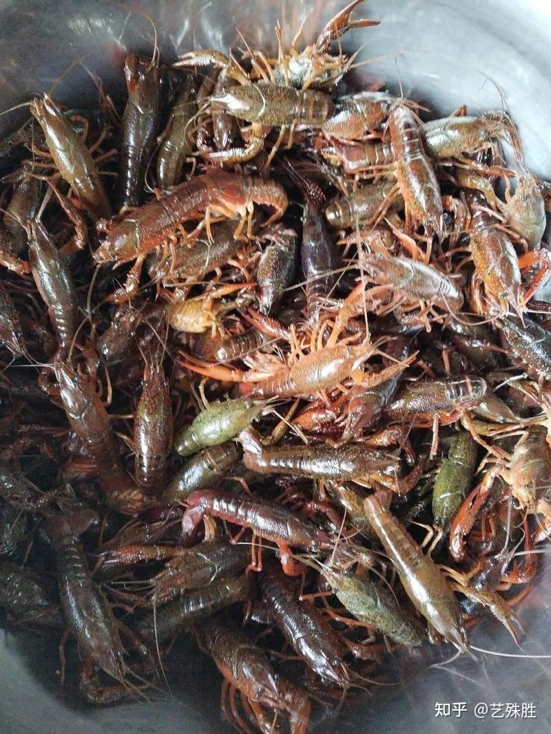 小龙虾生意怎么样知乎(小龙虾生意怎样,有很多货源)