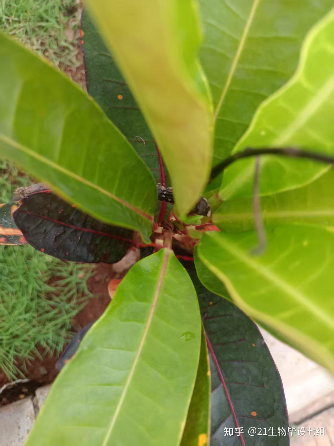 变叶木（Codiaeum variegatum (L.) Blume） - 知乎
