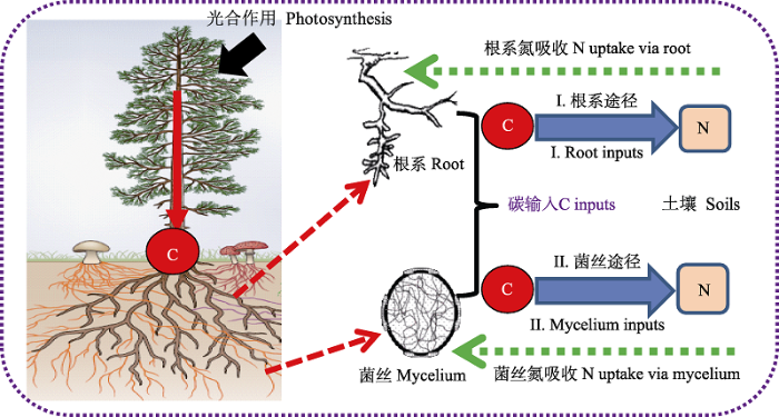 亚热带森林根系垂直分布的研究