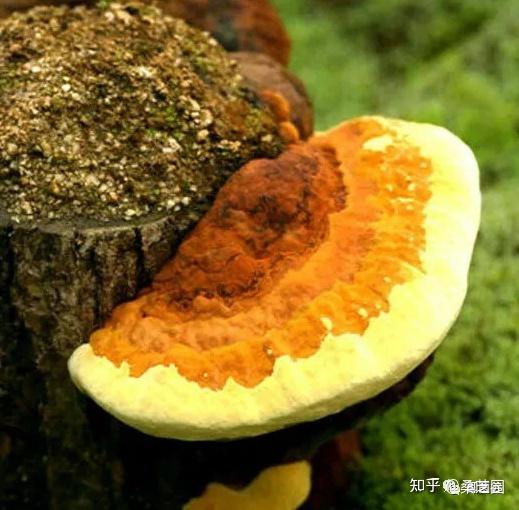 请感谢带你了解桑黄的人吧！ - 知乎