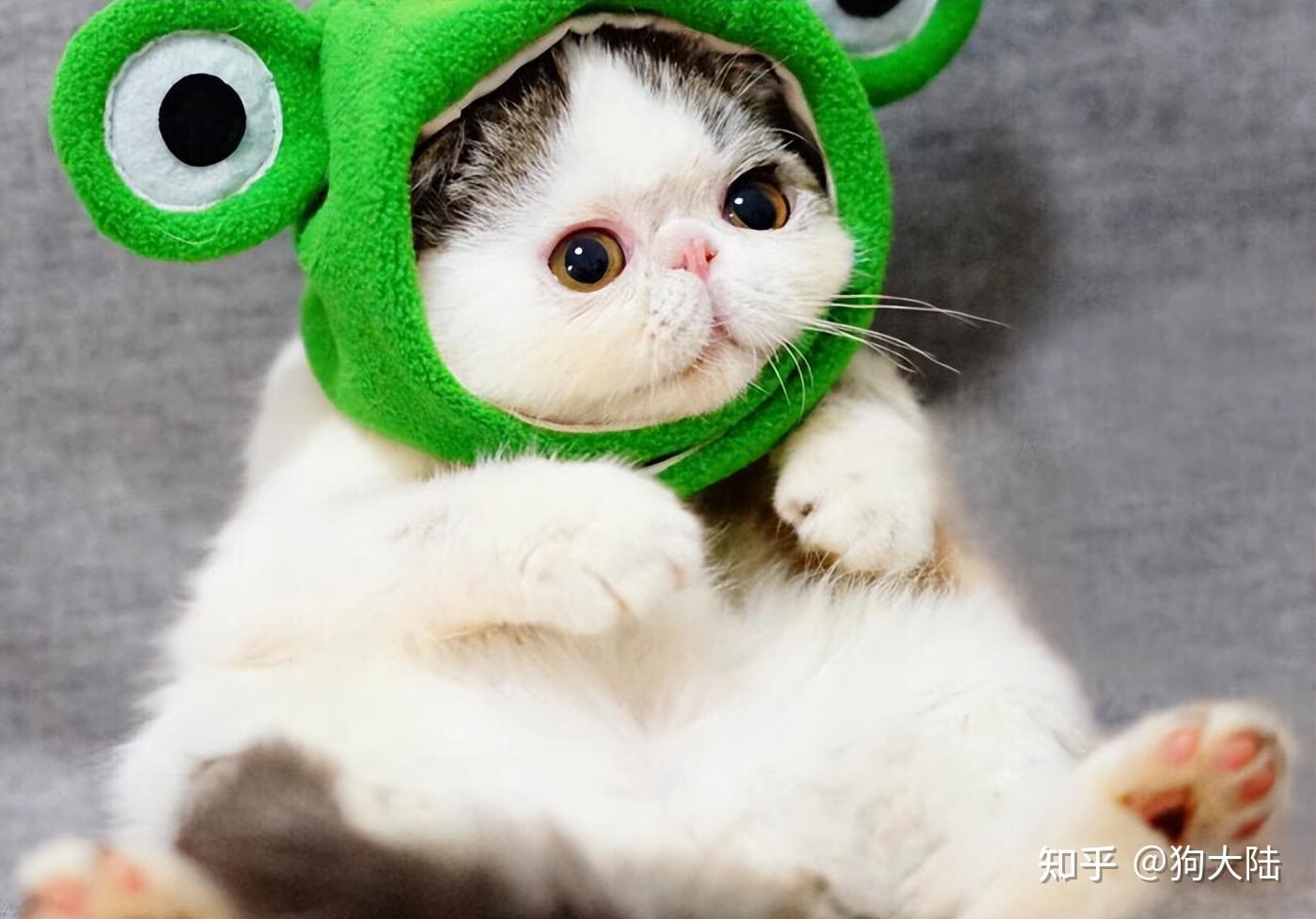 最适合“家养”的8种猫，好养又漂亮，你家猫上榜没？ - 知乎