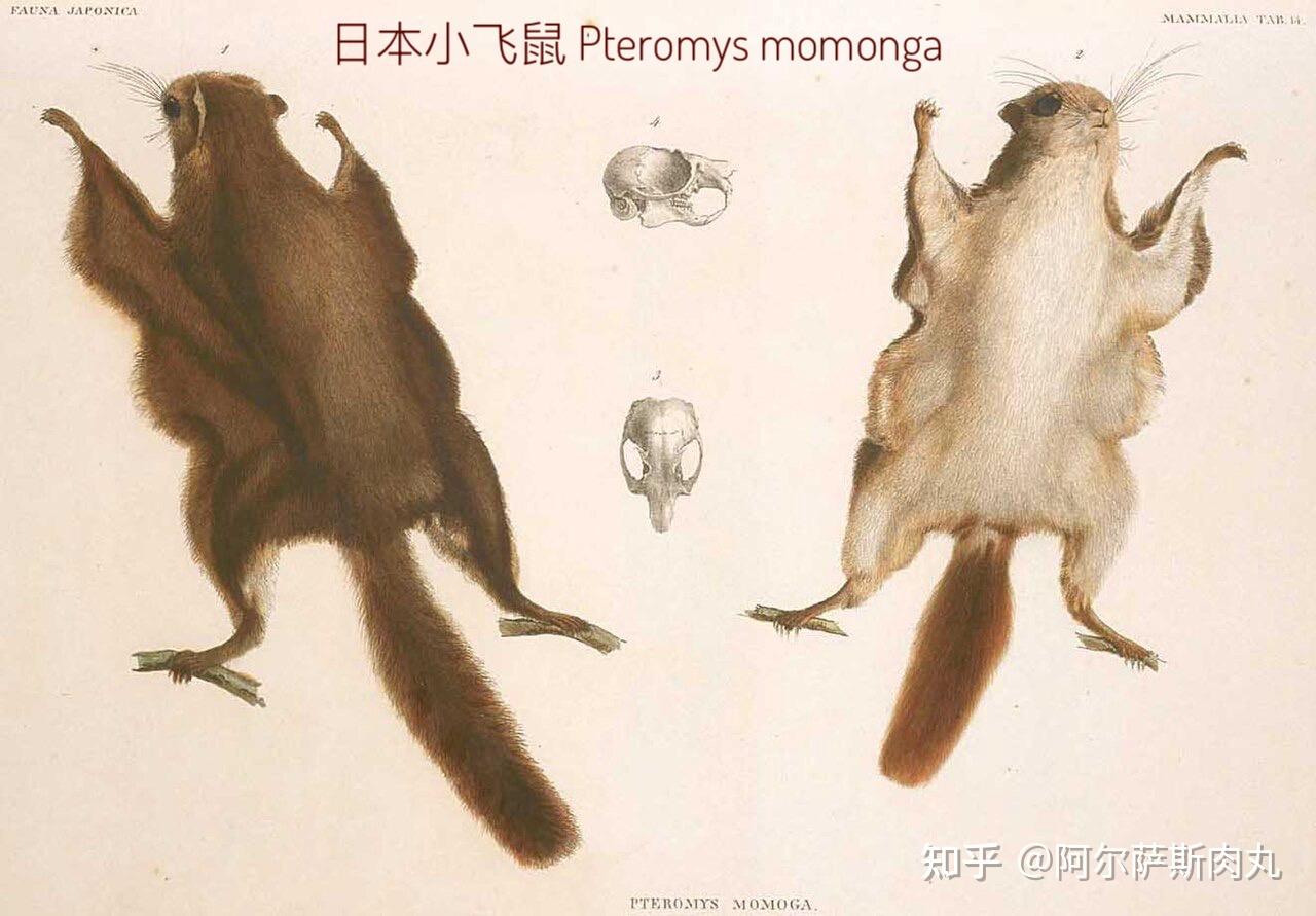 为什么合弓纲没有在中生代抢夺海洋和天空生态位? - 知乎