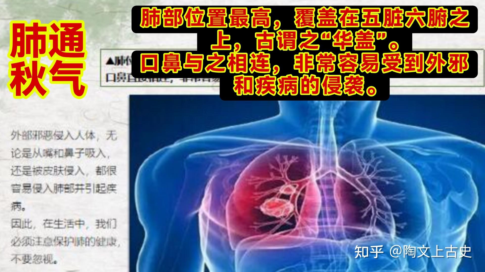 “肺为气之本”,看懂中医的思维,入门海阔天空│倪海厦张至顺 - 知乎