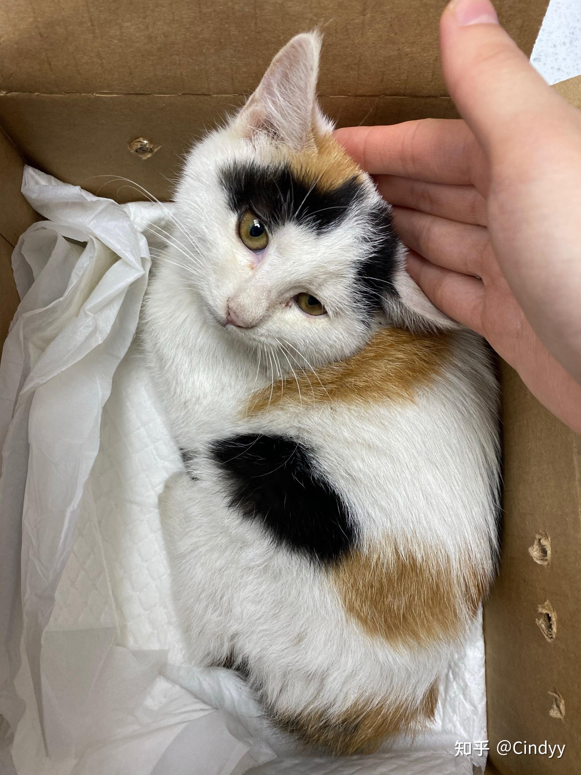 最好看的三花猫长什么样子? - 知乎