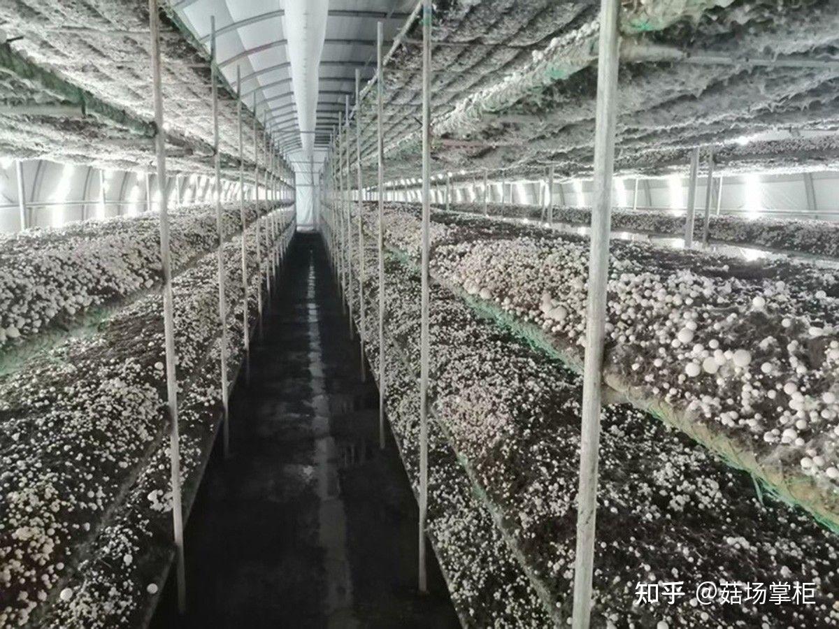 草菇怎么种?详细步骤与注意事项 - 知乎