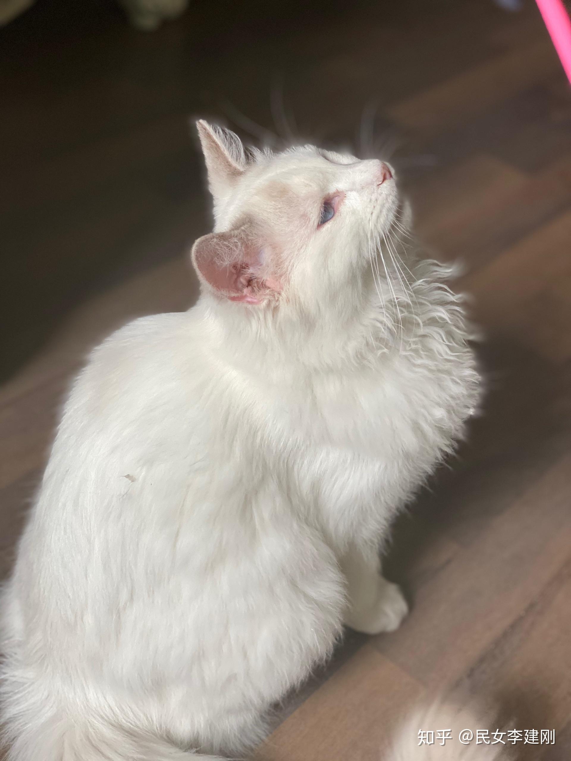 5个月的布偶猫脸是白色的,以后会有面具吗? - 知乎