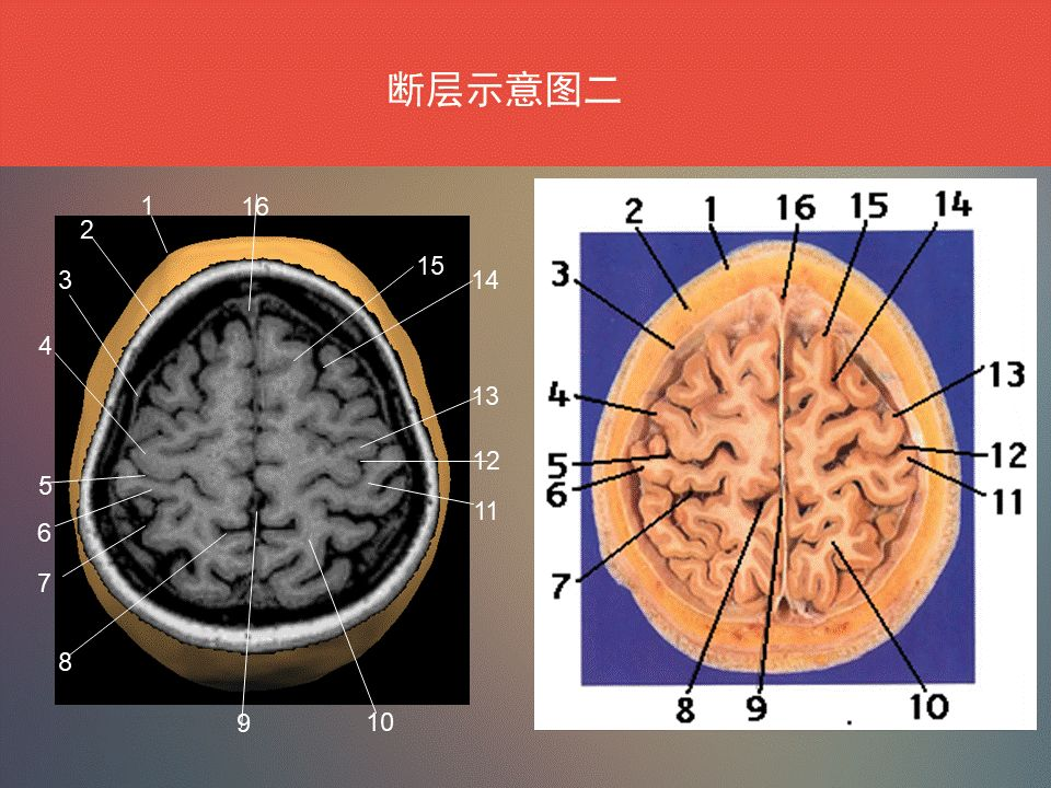 脑功能区及解剖学定位 - 知乎
