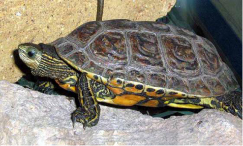 里海泽龟与希腊拟水龟的撞脸之旅(内附玩家爱龟图)