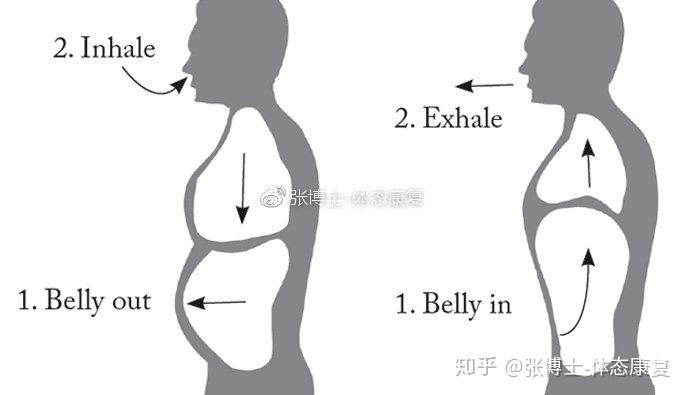 译文分享】横膈膜功能（膈式呼吸）对核心稳定性的影响- 知乎