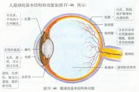 十张人眼解剖图 - 知乎