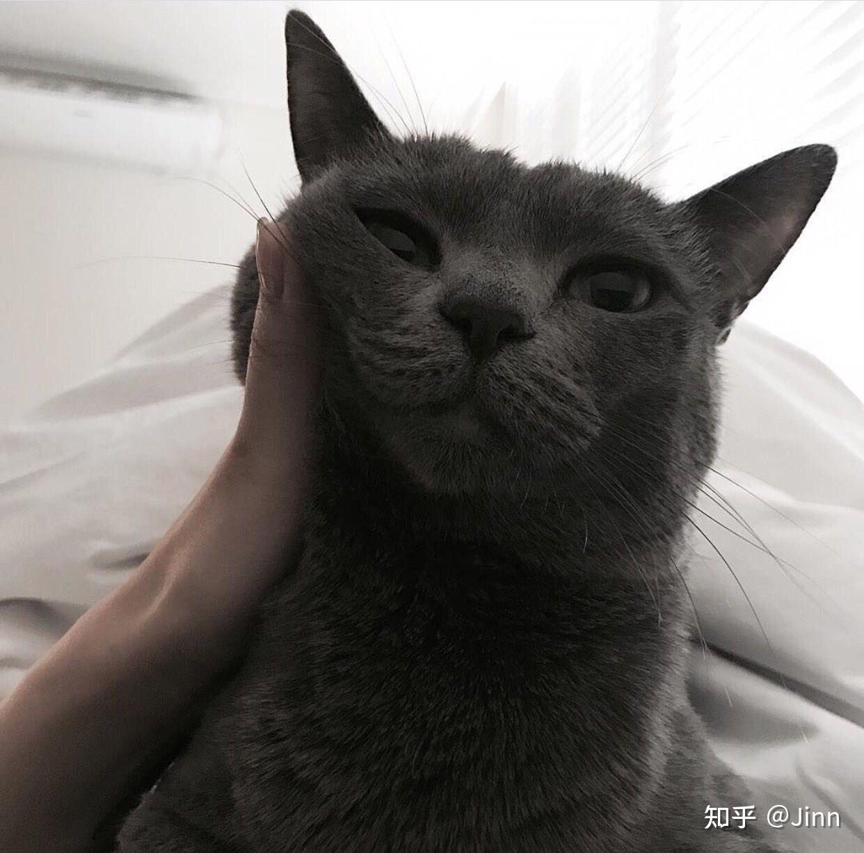 有哪些好看的黑猫头像? - 知乎