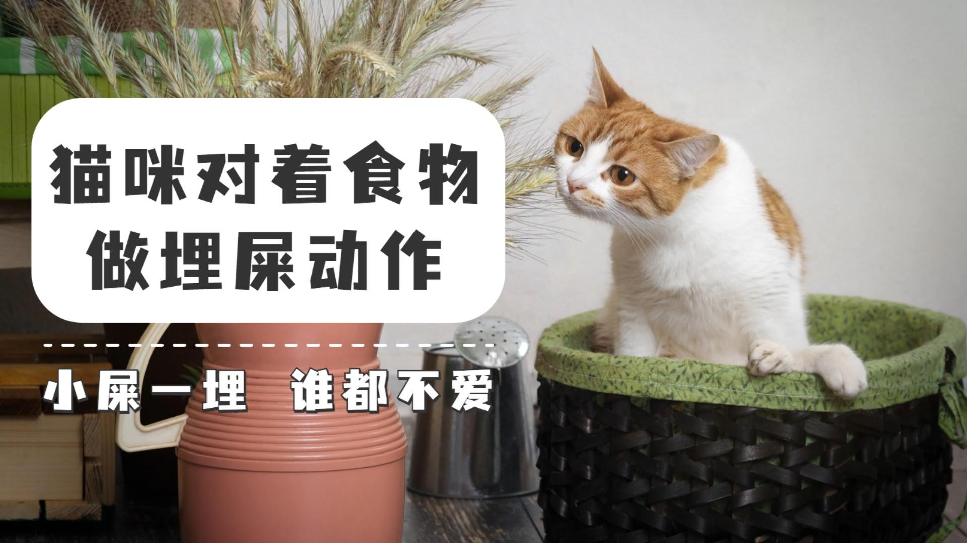 猫咪埋屎图片