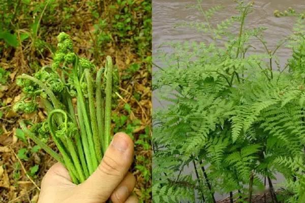 我国各地常见的可食用野菜种类有哪些