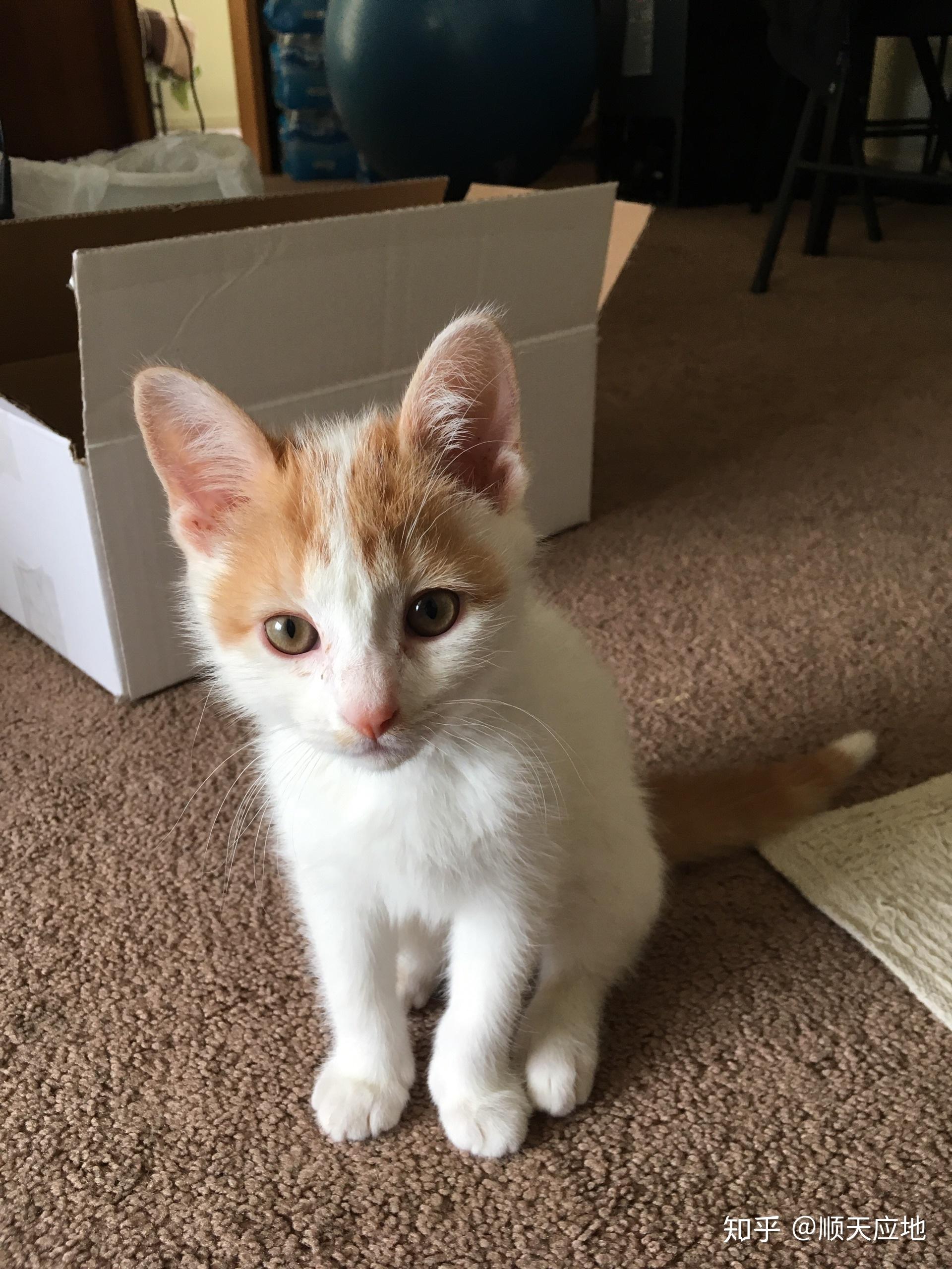 养六个月以下的小奶猫是怎样的体验