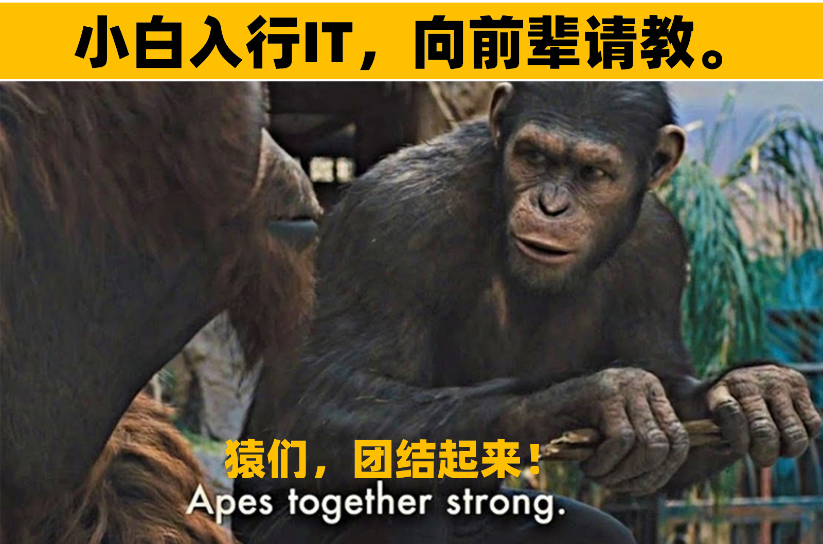 「趣图」《猿类崛起》启示录:“猿们,团结起来!” - 知乎