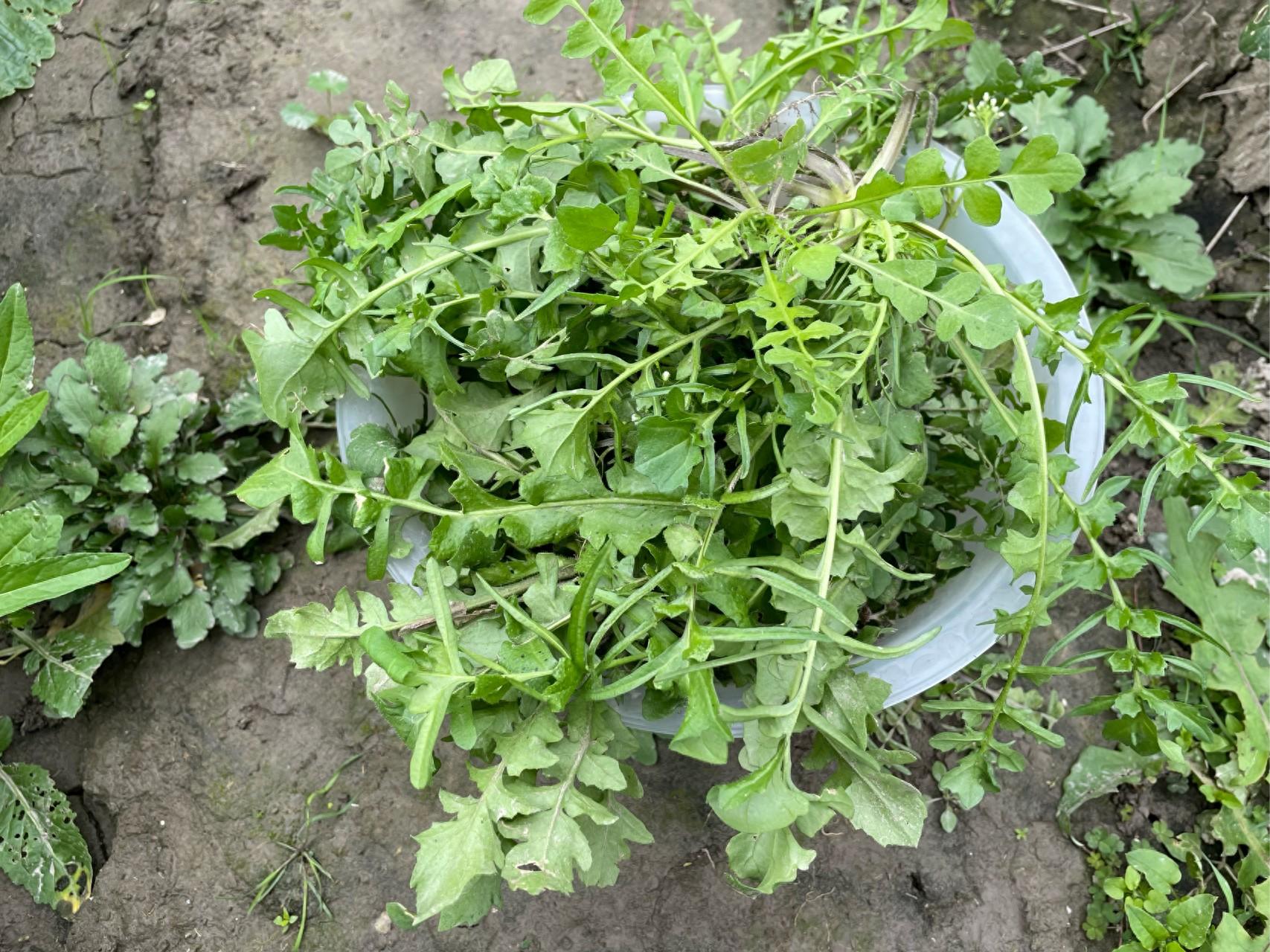春节期间,南方农村这8种野菜都有得吃,带家人一起去挖野菜吧