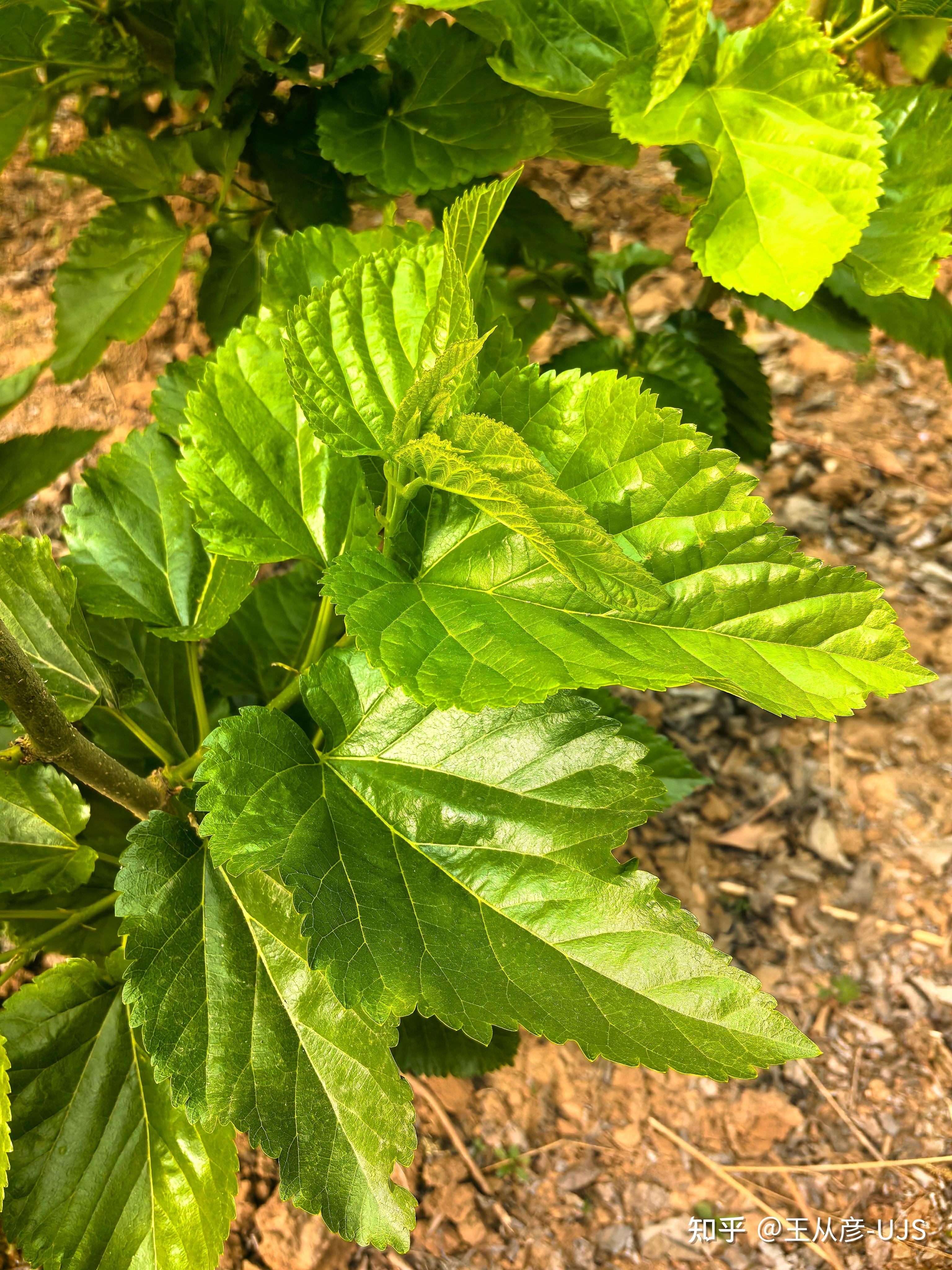 桑/桑树/白桑/家桑/蚕桑 - 知乎